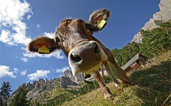 BIMBI IN VAL DI FASSA