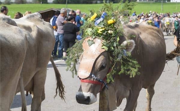 FESTA DELL'AGRICOLTURA IN VAL DI PEJO